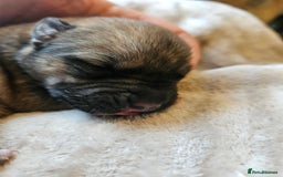 Huskita dogs for sale: Husky x akita puppys - Image 9