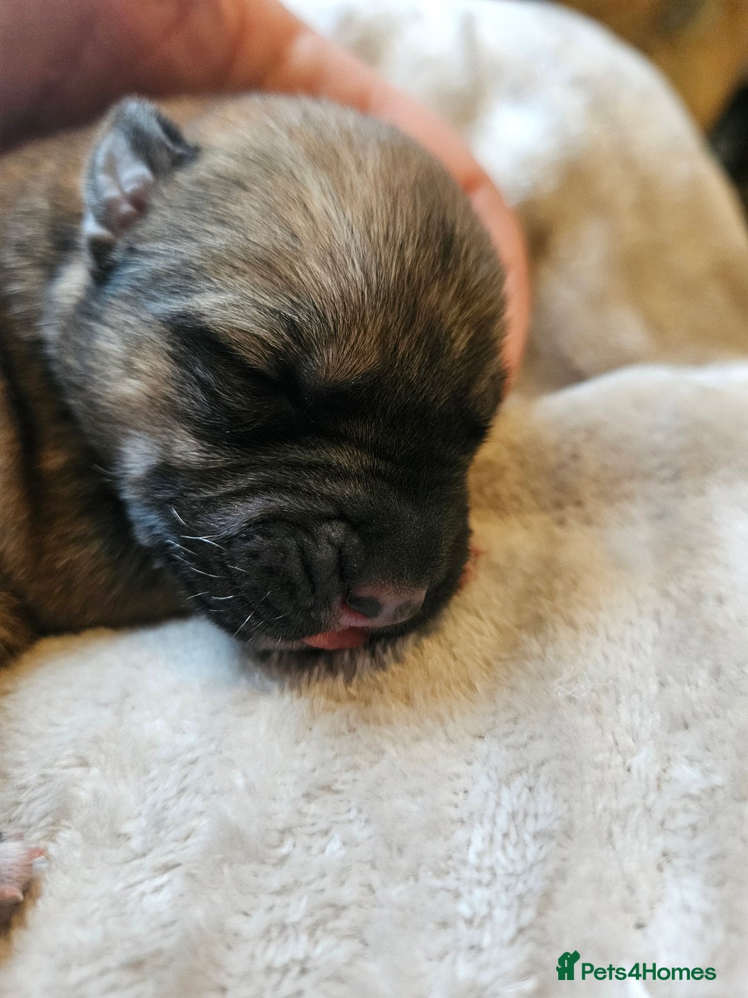 Huskita dogs for sale: Husky x akita puppys - Image 9