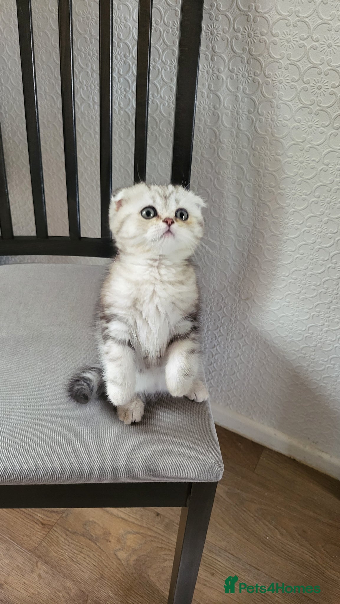British Shorthair cats Amazing Scottish kittens ready to leave - Advert 2