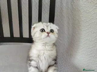 British Shorthair cats Amazing Scottish kittens ready to leave - Advert 2