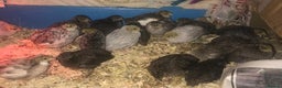 Quail poultry for sale: QUAIL EGGS/CHINESE PAINTED BUTTONS ! - Advert 17