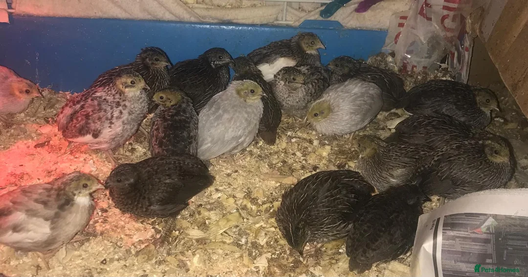 Quail poultry for sale: QUAIL EGGS/CHINESE PAINTED BUTTONS ! - Advert 17
