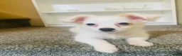 Maltese dogs for sale: Purebred Tiny Maltese Female Puppy Available Soon - Advert 5
