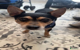 Mixed Breed dogs for sale: Jack Russel cross puppies  - Image 6