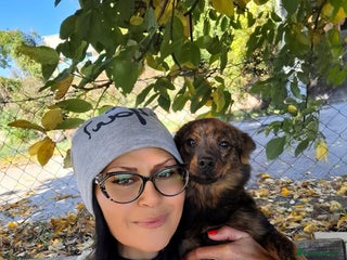 Mixed Breed dogs Ivar, 1 yr approx. Available for adoption. - Advert 12