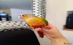 Conures birds for sale: Extremely Tame Sweet Baby Conure - Image 2