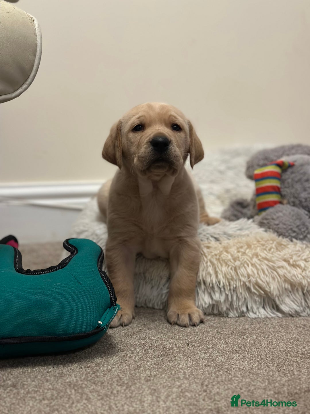 Golden Retriever dogs for sale: Friendly happy healthy, stunning puppies  - Advert 11