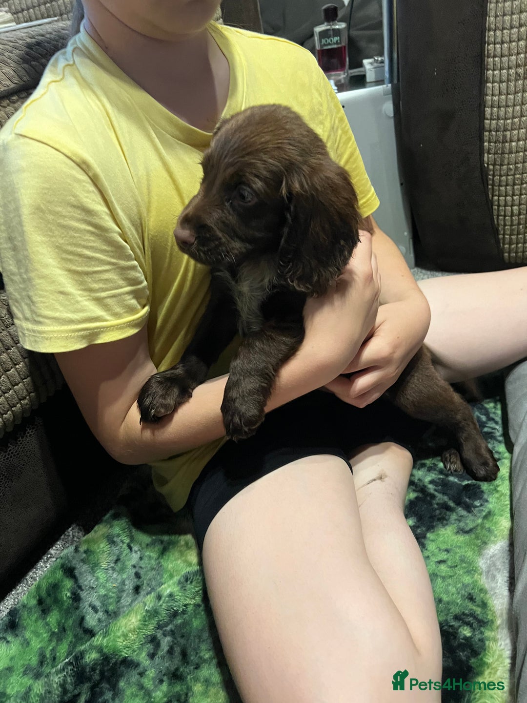 Cocker Spaniel dogs for sale: Beautiful cocker spaniels pups in Bishop Auckland - Image 7