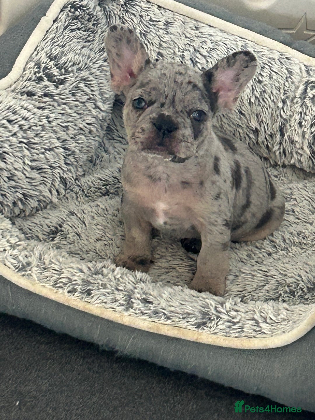 French Bulldog dogs for sale: Two, 10 Week Fluffy French Bulldogs  - Advert 16