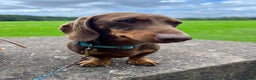 Miniature Dachshund dogs for sale: KC Miniature Dachshund short hair 4M 1F - Advert 21