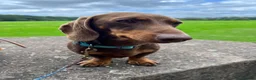 Miniature Dachshund dogs for sale: KC Isabella & Tan - 11 weeks for rehoming - Advert 12