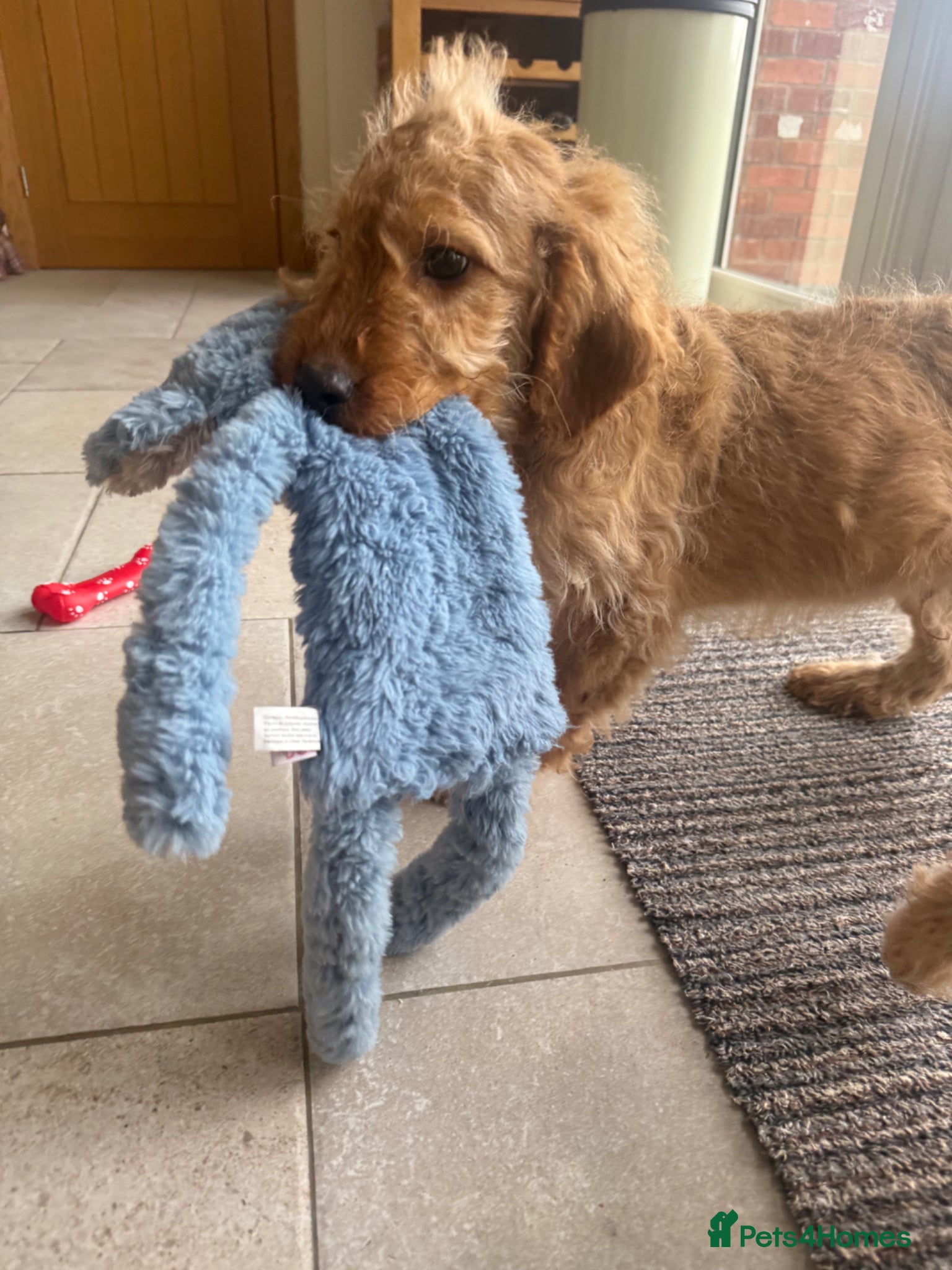 Labradoodle dogs Multigen mini labradoodles health tested parents - Advert 2