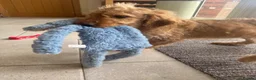 Labradoodle dogs for sale: Multigen mini labradoodles health tested parents - Advert 2