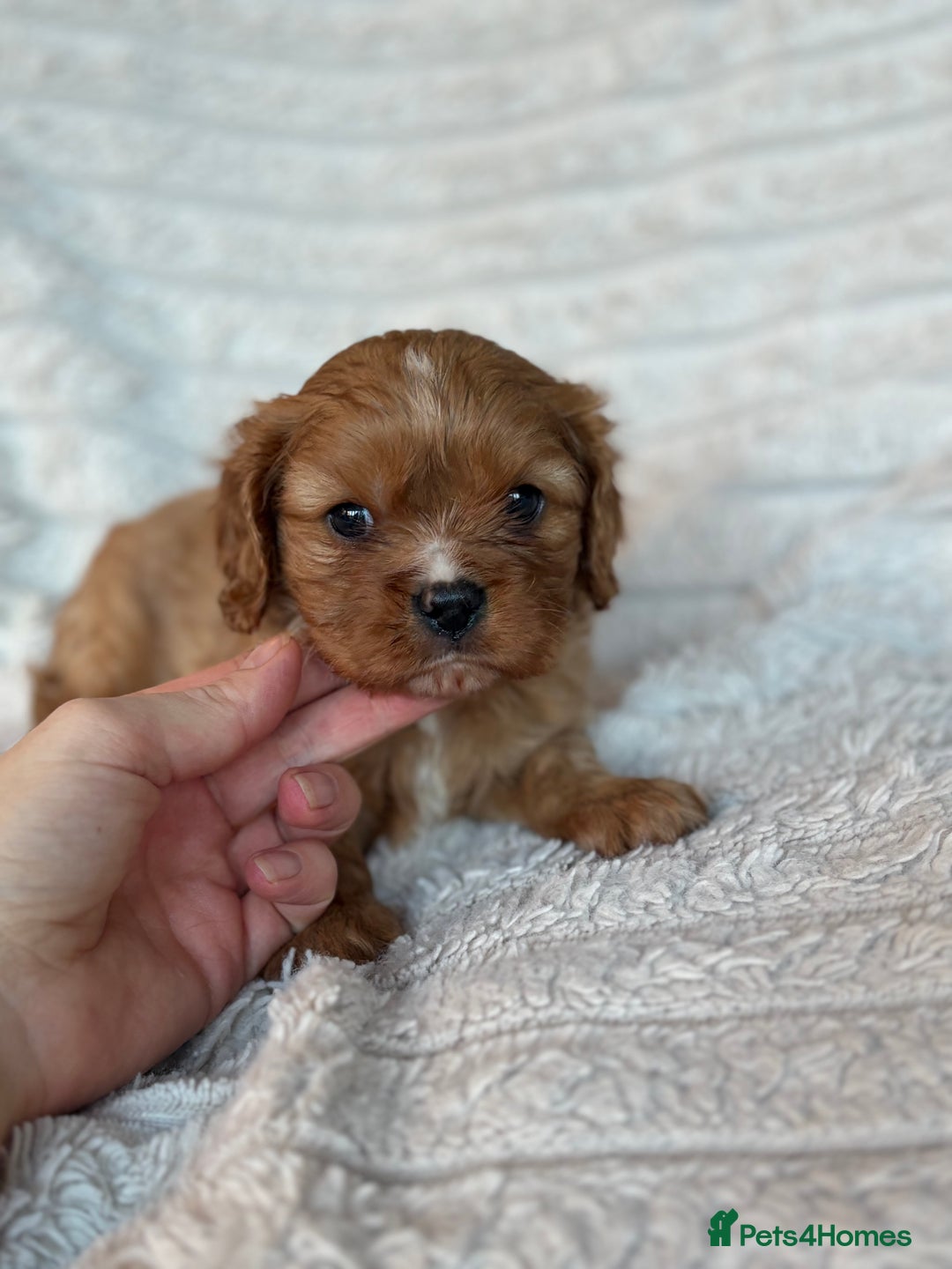 Cavalier King Charles Spaniel dogs for sale: Cavalier King Charles spaniel puppies - Advert 12