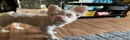 French Bulldog dogs for sale: beautiful kc rare pink fluffy french bulldog  - Advert 8