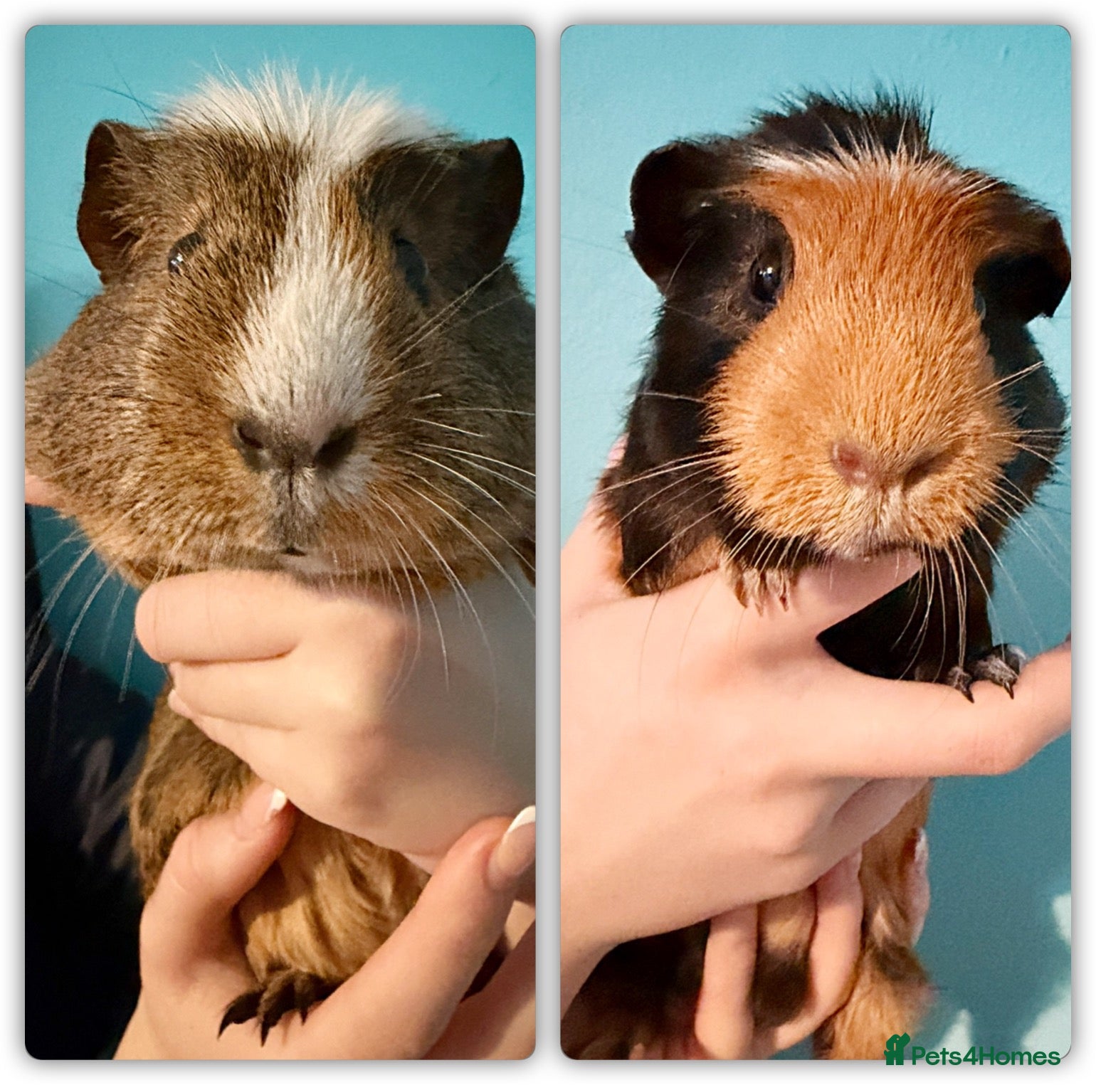 Guinea Pig rodents Free! two female guinea pigs  - Advert 1