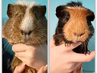 Guinea Pig rodents Free! two female guinea pigs - Advert 1