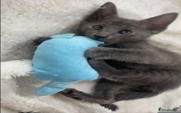 Oriental cats for sale: Oriental X Siamese  - Image 18