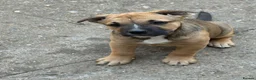Mixed Breed dogs for sale: German shepherd x Staff litter - super friendly - Advert 5