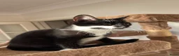 Mixed Breed cats for sale: Kittens for sale ,mixed breed, wonderful behaviour - Advert 37