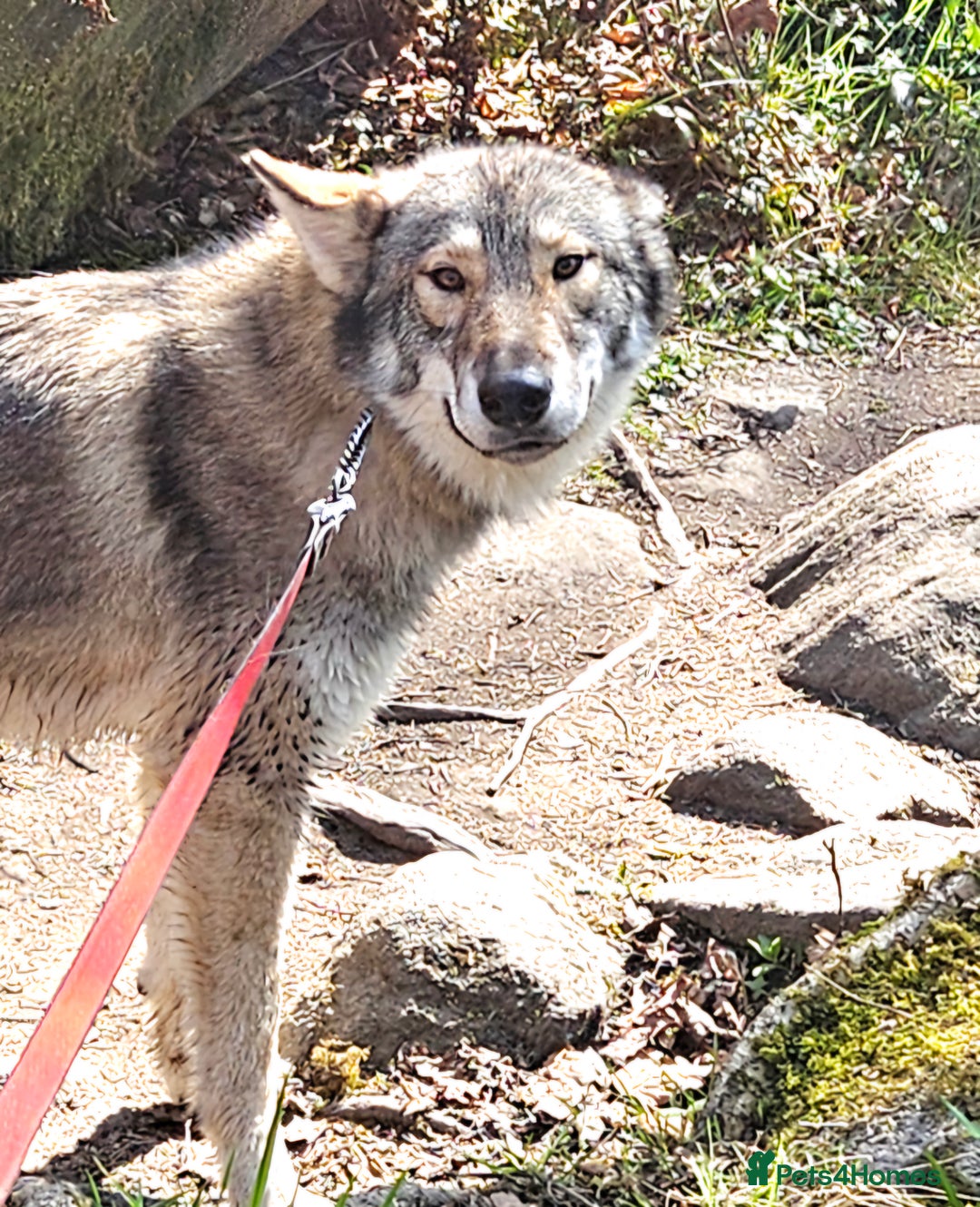 Northern Inuit dogs for sale: Tamaskan Puppies - Image 4