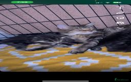 Mixed Breed cats for sale: Mixed breed Kittens for sale  - Image 6