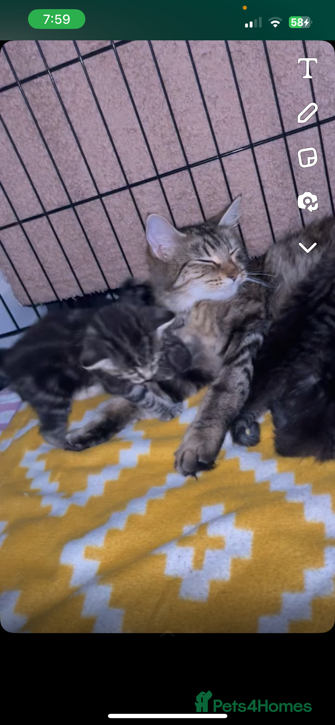Mixed Breed cats for sale: Mixed breed Kittens for sale  - Image 6