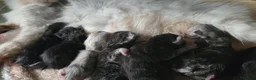 Maine Coon cats for sale: 🌟 STUNNING MAINECOON KITTENS SHOWQUALITY 🌟 - Advert 3
