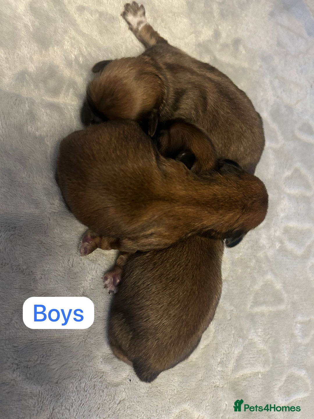Shih Tzu dogs for sale: KC Registered Breed Standard Shih Tzu Puppies - Image 5