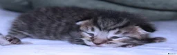 British Shorthair cats for sale: 🐱silver/Brown tabby British Shorthair 🐱 - Advert 8