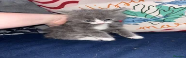 British Longhair Kitten 1