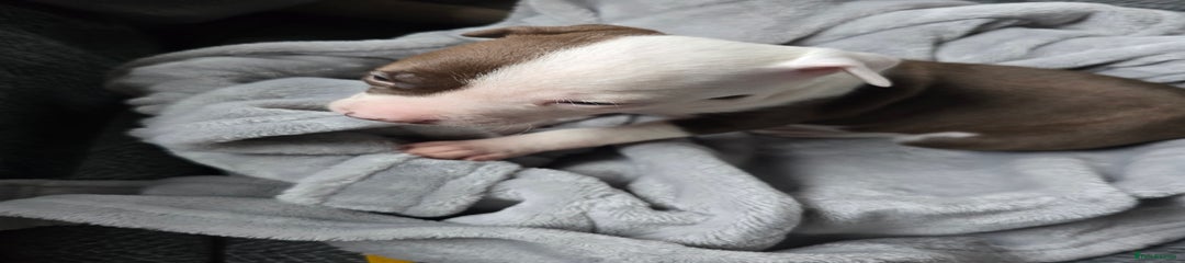 Staffordshire Bull Terrier Puppy 3