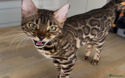 Bengal cats for sale: Intensively socialised bengal kittens - lap cats! in Scunthorpe - Image 6