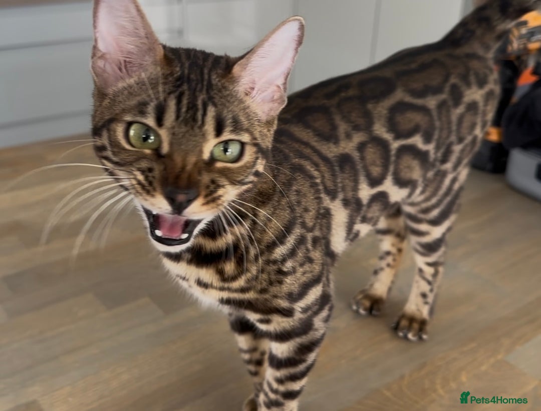 Bengal cats for sale: Intensively socialised bengal kittens - lap cats! in Scunthorpe - Image 6