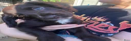 Cocker Spaniel dogs for sale: Cocker spaniel (no docked tail) - Advert 10