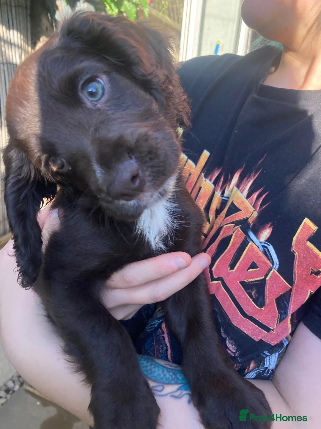 Cocker Spaniel dogs for sale: Cocker spaniel (no docked tail) - Advert 10