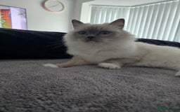Ragdoll cats for sale: Blue mitted european girl - Image 4