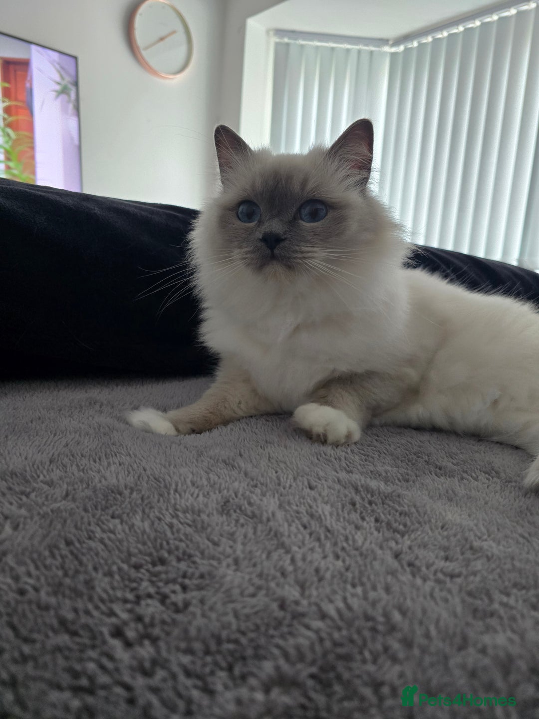 Ragdoll cats for sale: Blue mitted european girl - Image 4