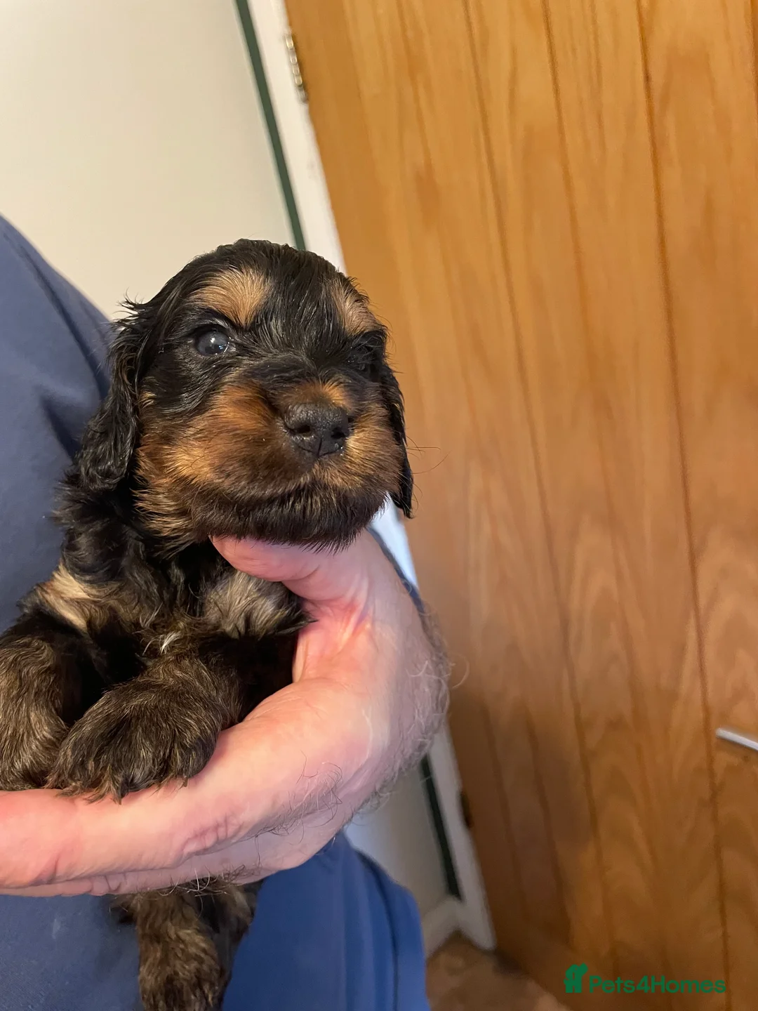 Cockapoo dogs for sale: Cockapoo Pup.  F1b. Ready 14th March - Advert 1