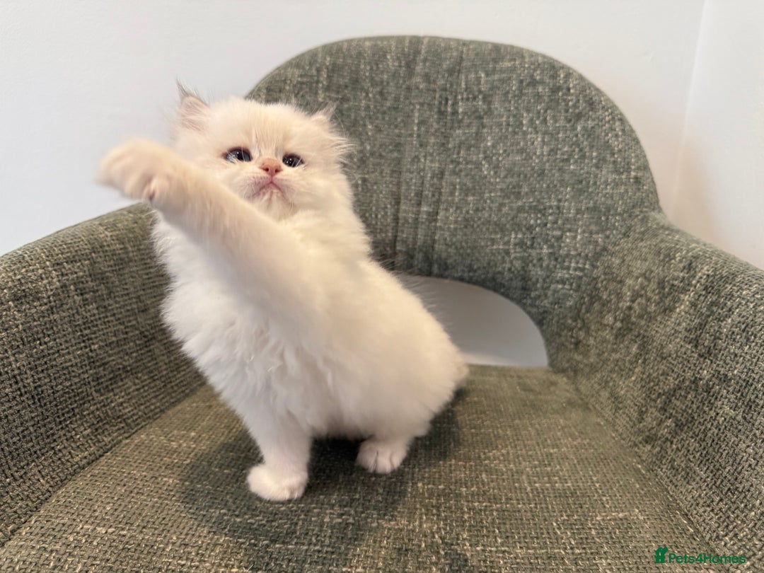 British Longhair cats for sale: Colour point British longhair boy - Advert 2