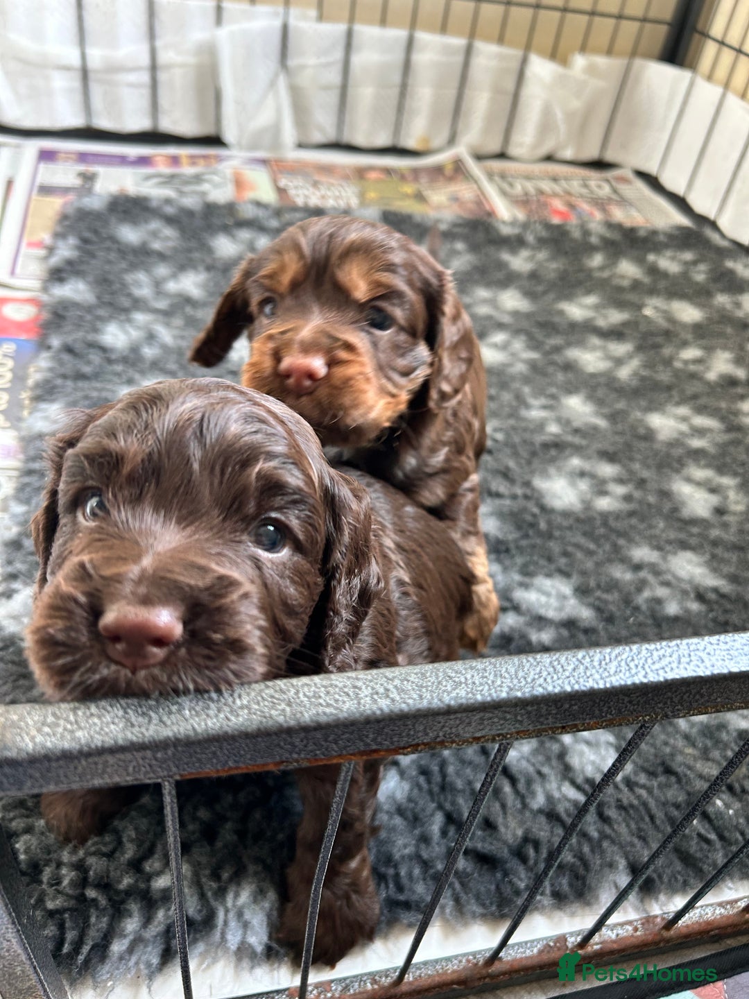 Cocker Spaniel dogs for sale: Beautiful cocker spaniel pups  - Advert 9