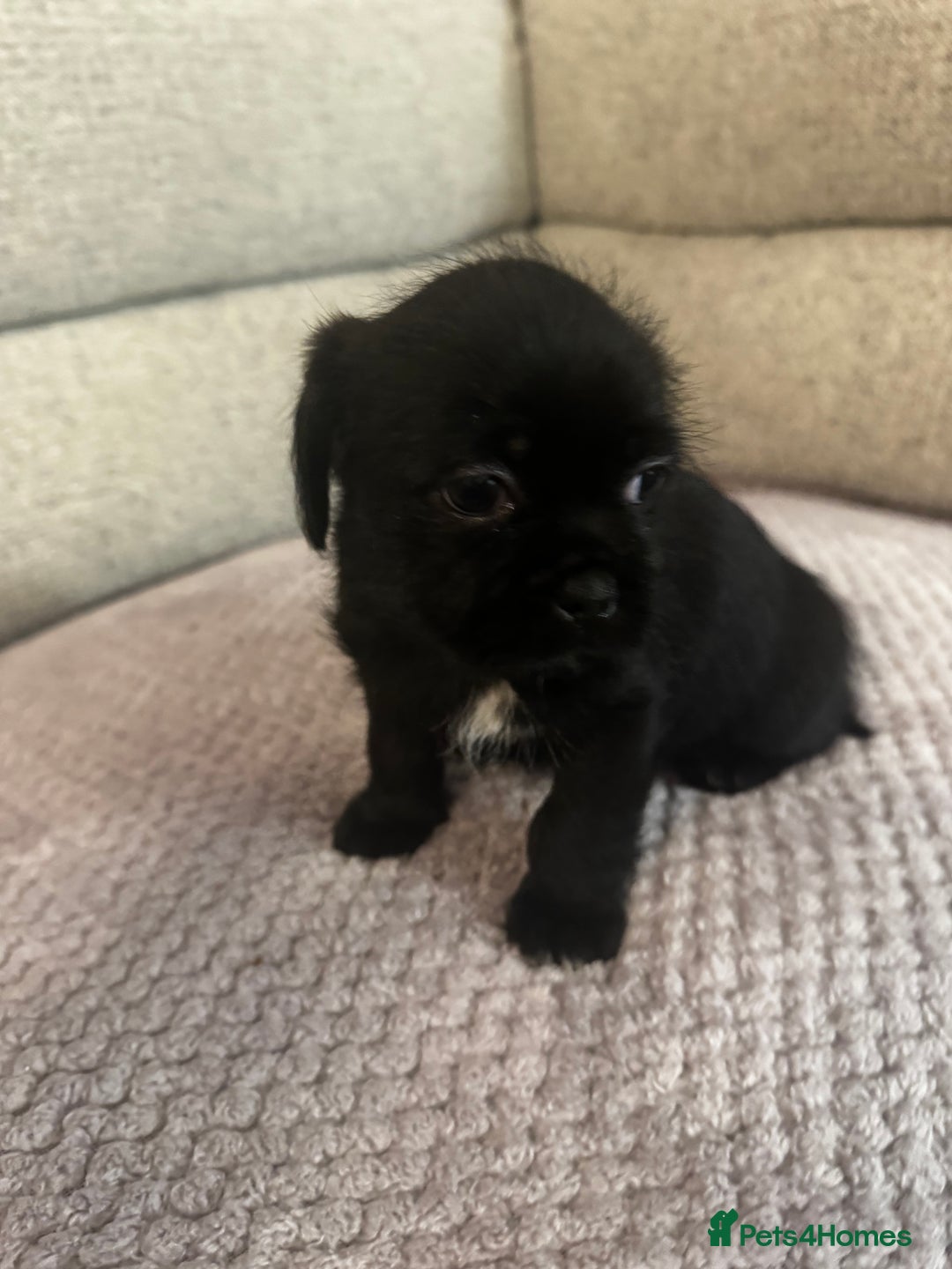 Mixed Breed dogs for sale: Shih Tzu cross patterdale pups - Advert 9