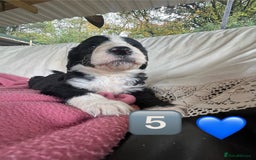 Bordoodle dogs for sale: Adorable Bordoodle (collie-poo) pups for sale  - Image 30