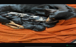 Miniature Dachshund dogs for sale: Miniature dachshunds - Image 2