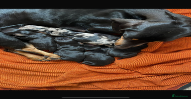 Miniature Dachshund dogs - Advert 9