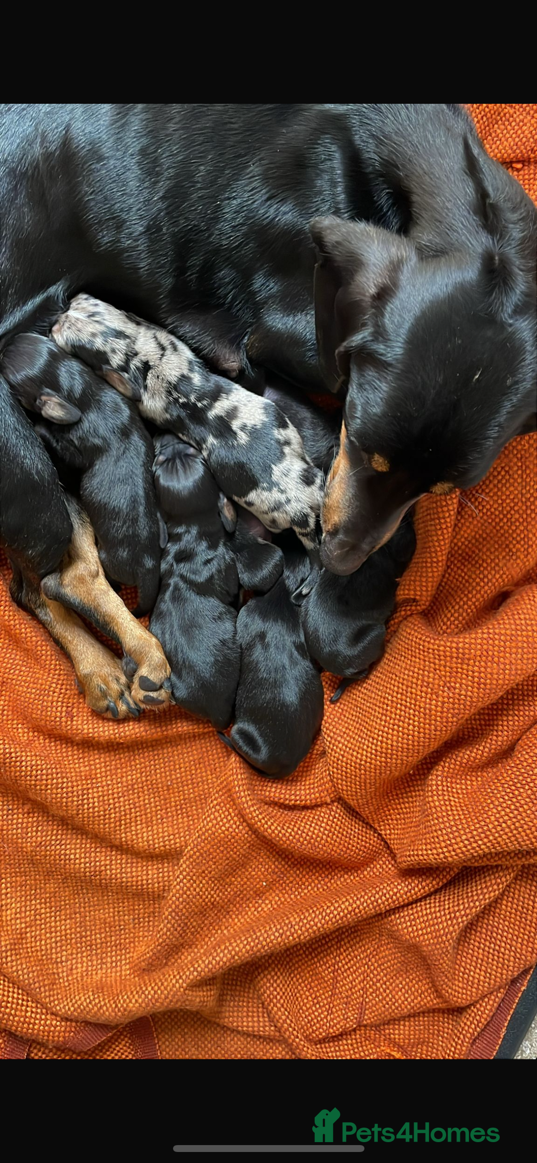 Miniature Dachshund dogs for sale: Miniature dachshunds - Image 2