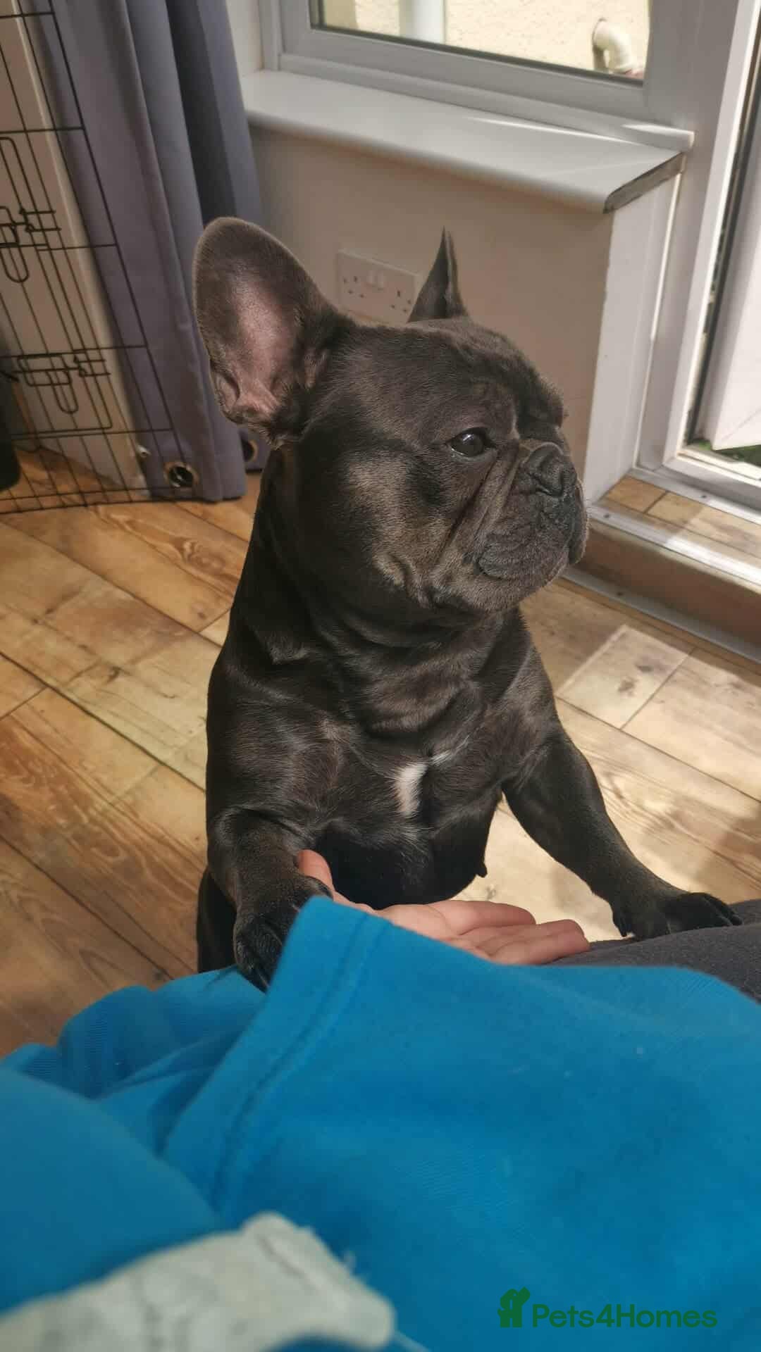 French Bulldog dogs for adoption: ❤️🐶 TILLY & 💙🐶 MARLEY – Two Loving Companions - Advert 7