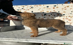 German Shepherd dogs for sale: German shepherd x Belgian malinois puppies - Image 11