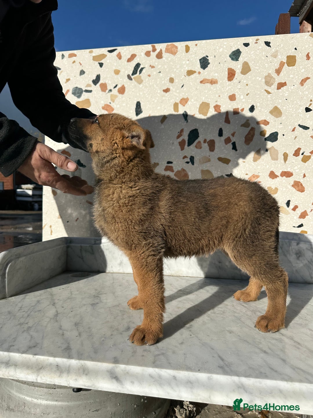 German Shepherd dogs for sale: German shepherd x Belgian malinois puppies - Image 11