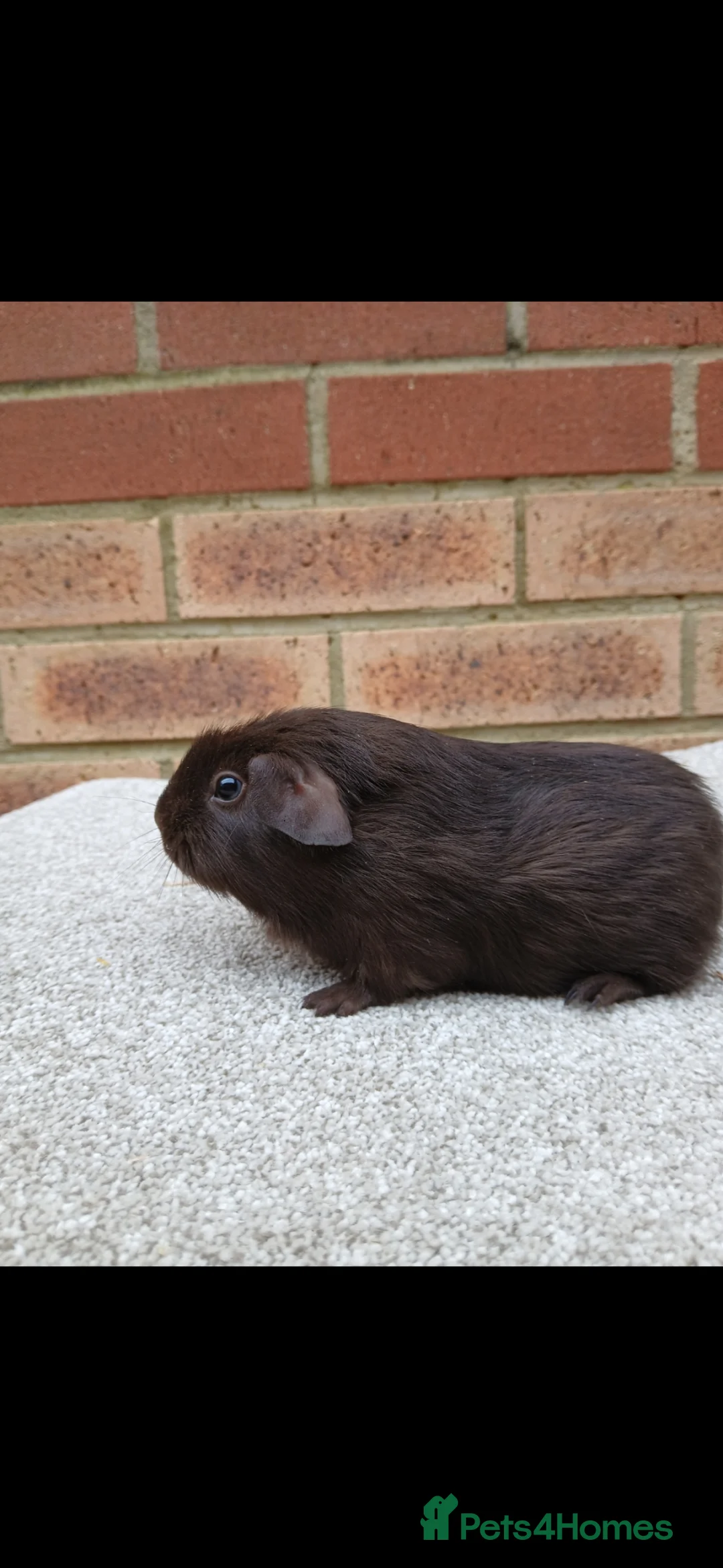 Guinea Pig rodents for sale: Beautiful Guinea Pig Brothers in Dunstable - Advert 2